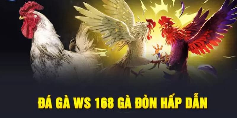 Sảnh đá gà WS168 FANVIP 